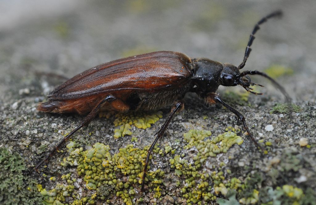 Elateridae Cebrioninae: Cebrio sp., maschio